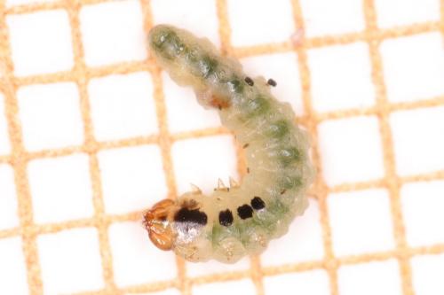 Fenusa pumila